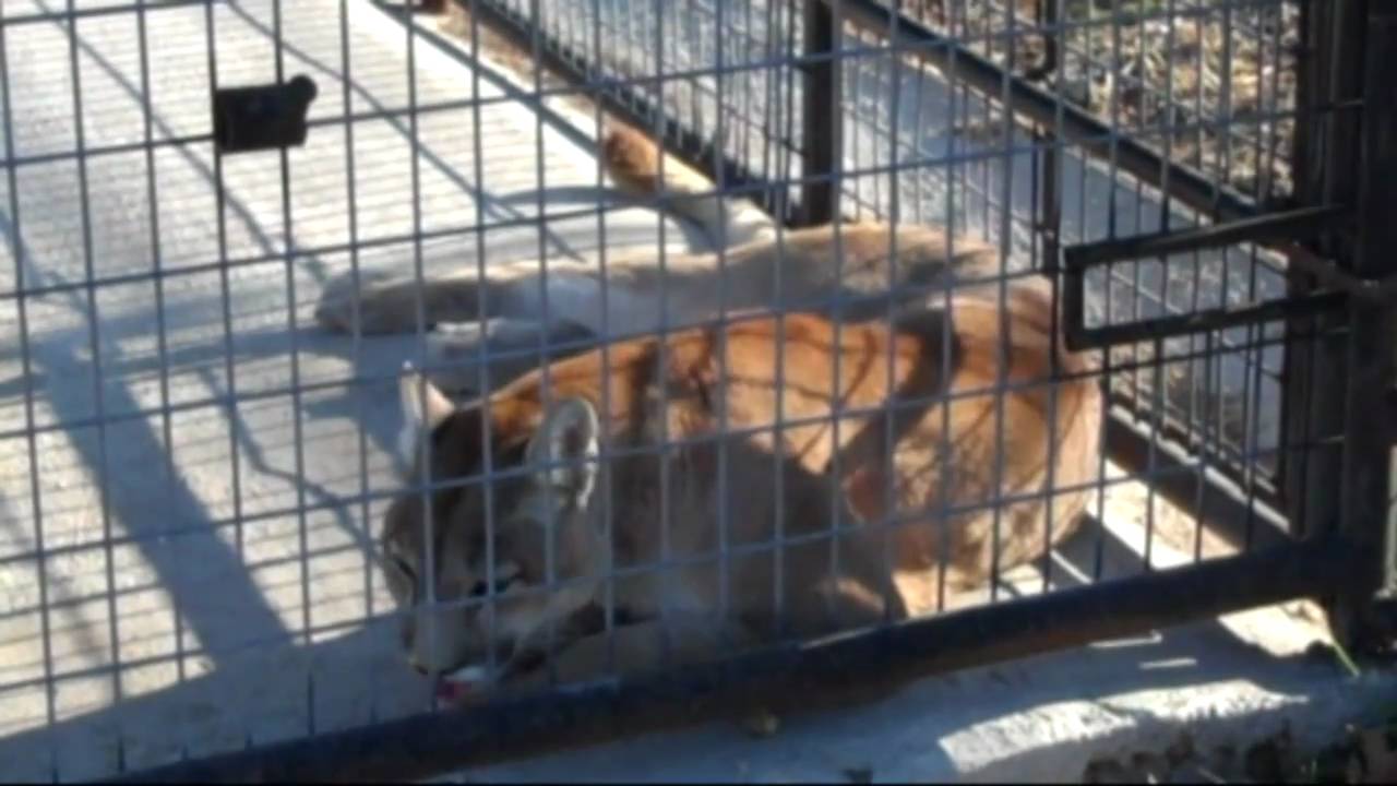 rescue rangers Suli, Ligers and Duggars, oh my.
