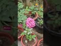 ₹shyamambaram...#violet  rose/Mychoice#flowers #home #nature #garden #love #song