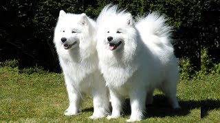 Unveiling the Samoyed💥 History, Facts, and Charms💜 by Pets Avenues 438 views 11 months ago 2 minutes, 48 seconds