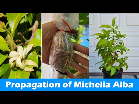 How to Propagate Michelia Alba | Rooting Michelia Alba Branches | Pak Lan Air Layering (白兰的繁殖)