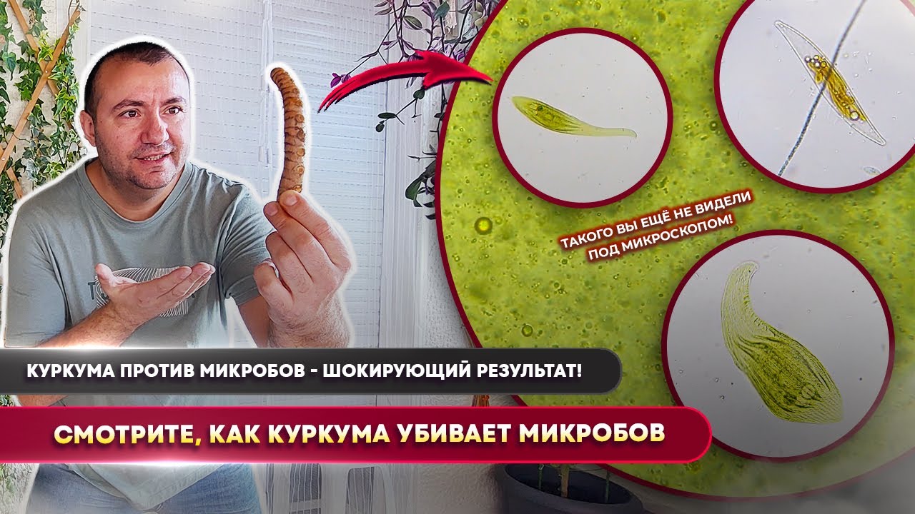 😱 Куркума уничтожает всё живое под микроскопом! Реальный эксперимент, без фальши! 🔬