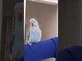      اكسبلور حركة الجرس