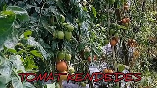 Download Lagu TOMAT KENDEDES F1 sudah 6 kali petik MP3