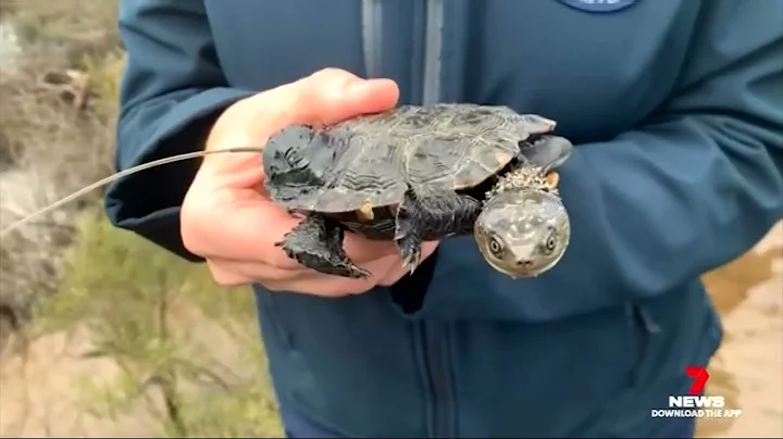 7News Regional WA Bulletin - Rescuing the western swamp tortoise