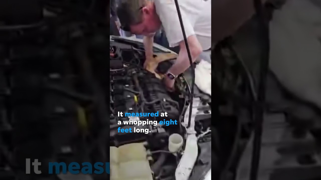 8-foot albino boa constrictor found under car’s hood #Shorts