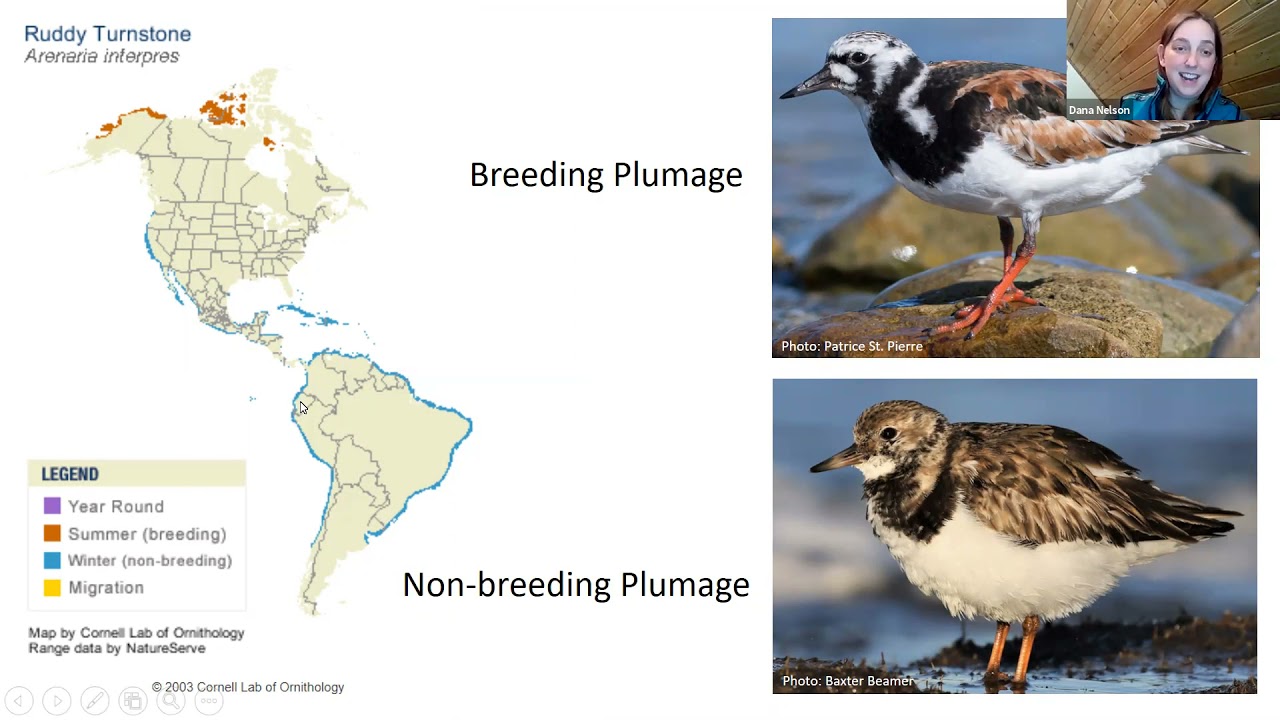 Virtual Jr. Birder Discovery Lab and the Ruddy Turnstone