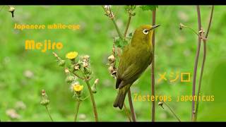 メジロ - Zosterops japonicus (Japanese white-eye)