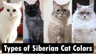 8 types of Siberian Cat Colors & Patterns | Siberian cat types