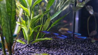 Расслабляющий аквариум с рыбками и креветками 🐠 | Relaxing Aquarium with Fish & Shrimp