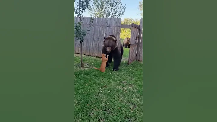 Bear Attacks Cat — But the Fight Ends Unexpectedly!