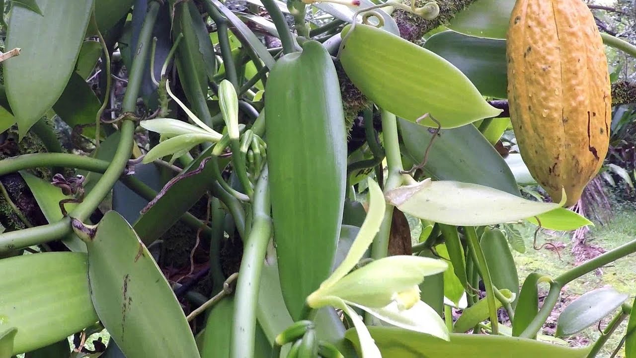 Vanilla Bean Plant How To Grow