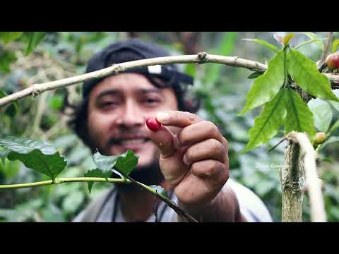 Indonesia Bali Kintamani Coffee