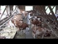 Les chaleurs des vaches