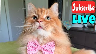 Tuesday With Cats - Live Stream