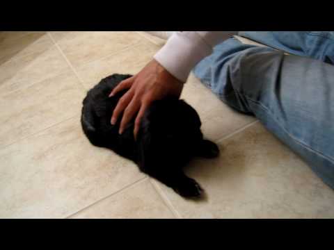 How to Melt a Bunny II