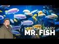 Mr Fish ※ Winry&#39;s Musical Diary