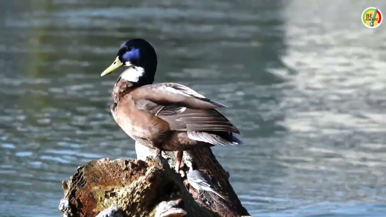 Duck 🦆 In Camera 