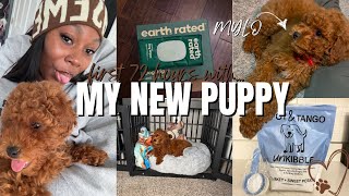 MEET MYLO FIRST 72 HOURS WITH MY NEW PUPPY red mini poodle vet appointments puppy essentials
