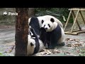 Too Cute To Resist: Baby Panda's Paw Pads | iPanda