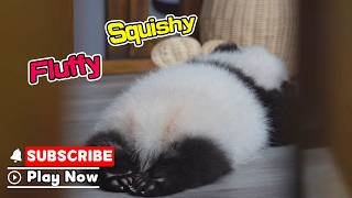 Too Cute To Resist: Baby Panda's Paw Pads | iPanda screenshot 4