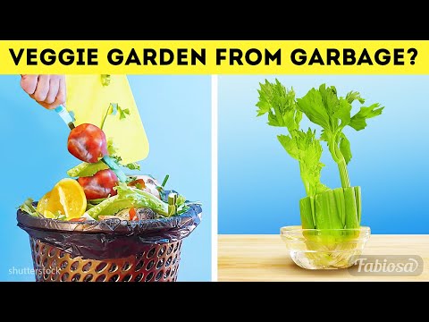 From trash to lush: Turn kitchen waste into yummy home garden