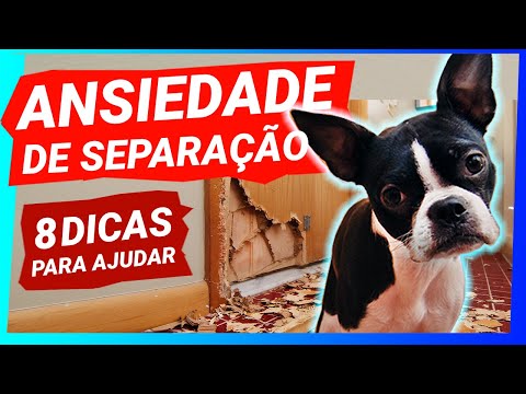 Vídeo: Como ajudar seu cão a lidar com a ansiedade de separação