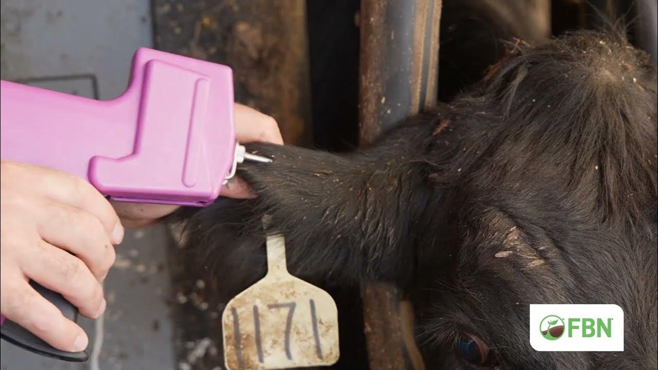 How to Properly Implant Cattle YouTube