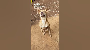 Grappige honden - Schattige en dominante gang van Puppy P.7 #grappig #schattig #huisdieren #honde...