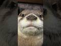 Otter’s Reaction to Being Scolded for Being Naughty😏😏 #shorts #aty #otter #WaterSausage