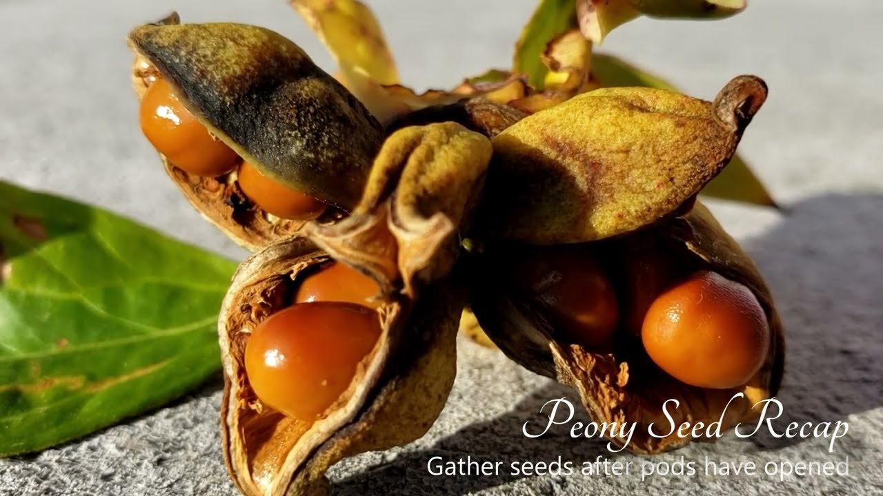 Direct planting of freshly harvested tree peony seeds 