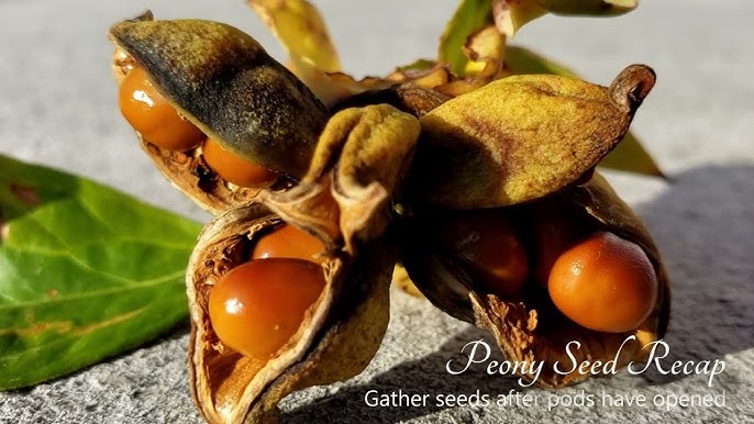 Peonies From Seed? - Laidback Gardener