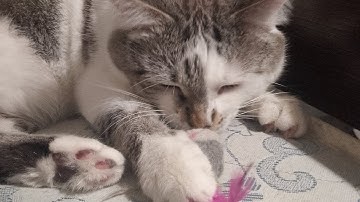 Обзор 6 вирусов (standoff2, android, Botloop, cheat standoff, система андроид, Petya)