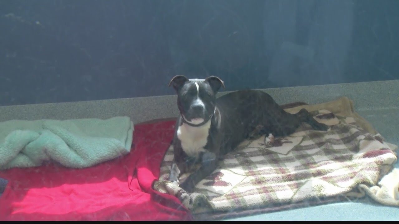 Mohawk Hudson Humane Society averts space crisis-- for now