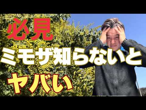 必見ミモザ知らないとヤバい@makoto60177 - YouTube