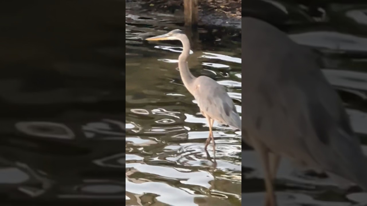 You Have A Message From The Great Blue Heron
