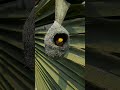 The Most Beautiful Nest Of Weaver Bird Bird Construction 30010#birds #wildlife #viralshort