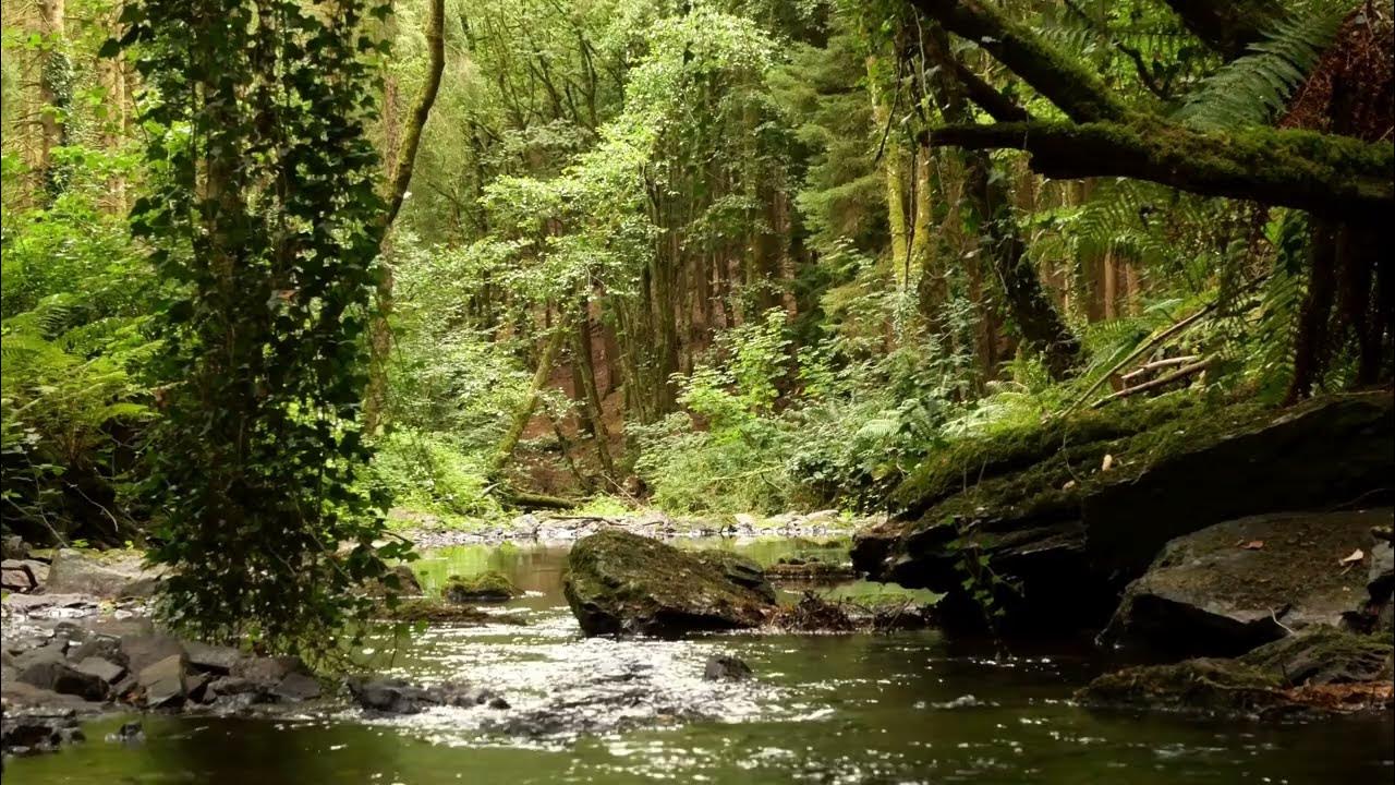 BEAUTIFUL BIRDSONG DEEP IN THE FOREST, RELAXING NATURE SOUNDS, SINGING NIGHTINGALE BEAUTIFUL BIRDSONG DEEP IN THE FOREST, RELAXING NATURE SOUNDS, SINGING NIGHTINGALE