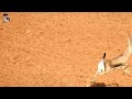 خو صبرينة هذا     نجومي