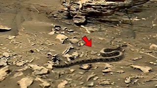 NASA's Mars Perseverance Rover Latest Video || Mars Perseverance Rover 4k Video : Sol 1230