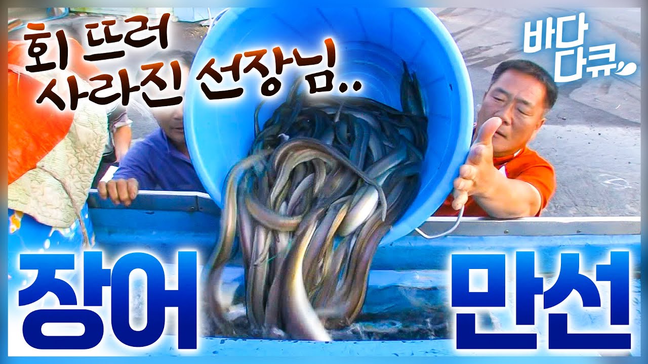 장어 잡을 만큼 잡고 남아돌면 벌어지는 일.. 아예 회 파티 열린 섬마을 주민들 밥상 / 갯장어잡이 / #바다다큐