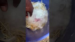 # 1 Baby Bunnies #rabbitfarming #Cowboycope #equinekingdomranch #rabbit