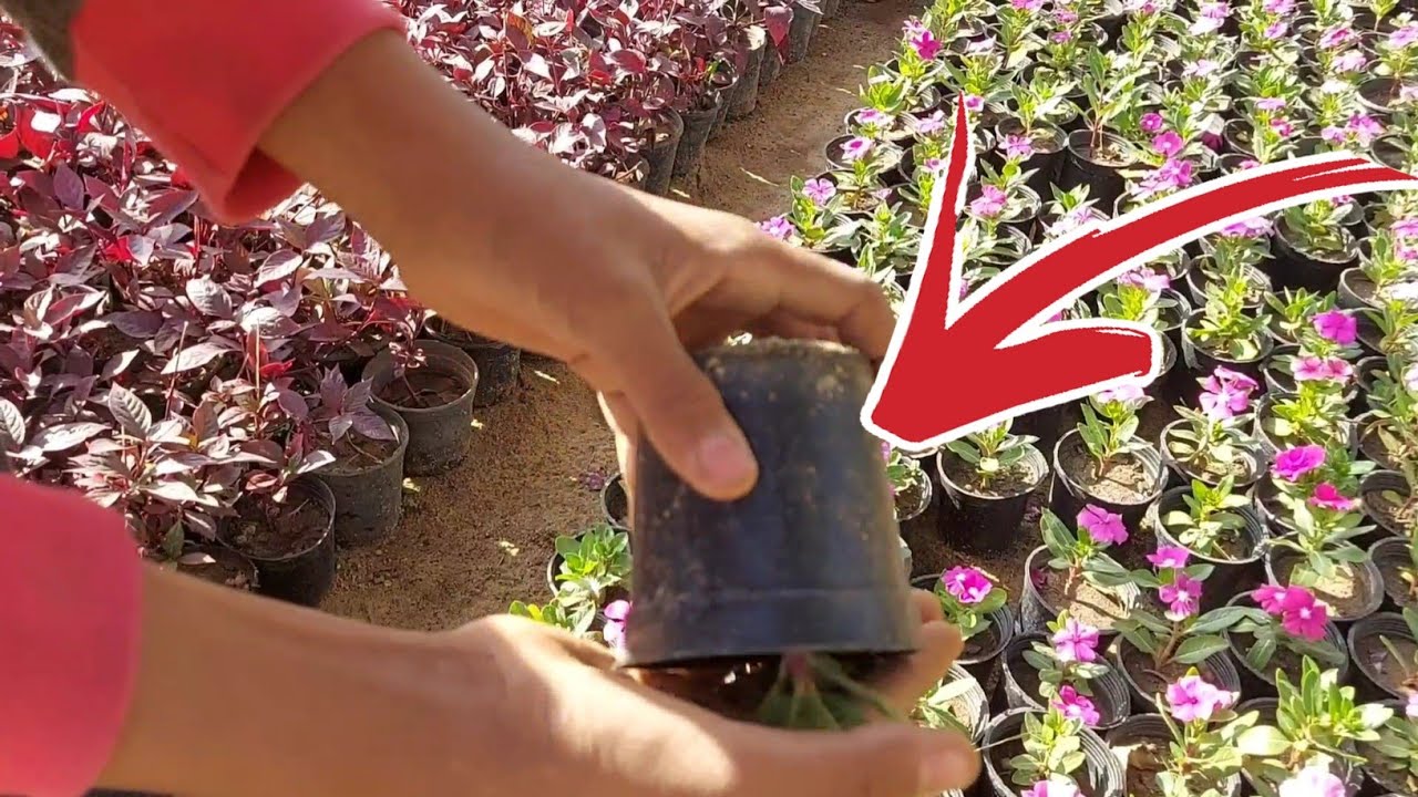 لماذا تموت النباتات بعد احضارها من المشتل الي المنزل اسباب موت النباتات المنزلية