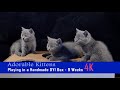 Adorable Kittens Playing in a Handmade DYI Box - 9 Weeks