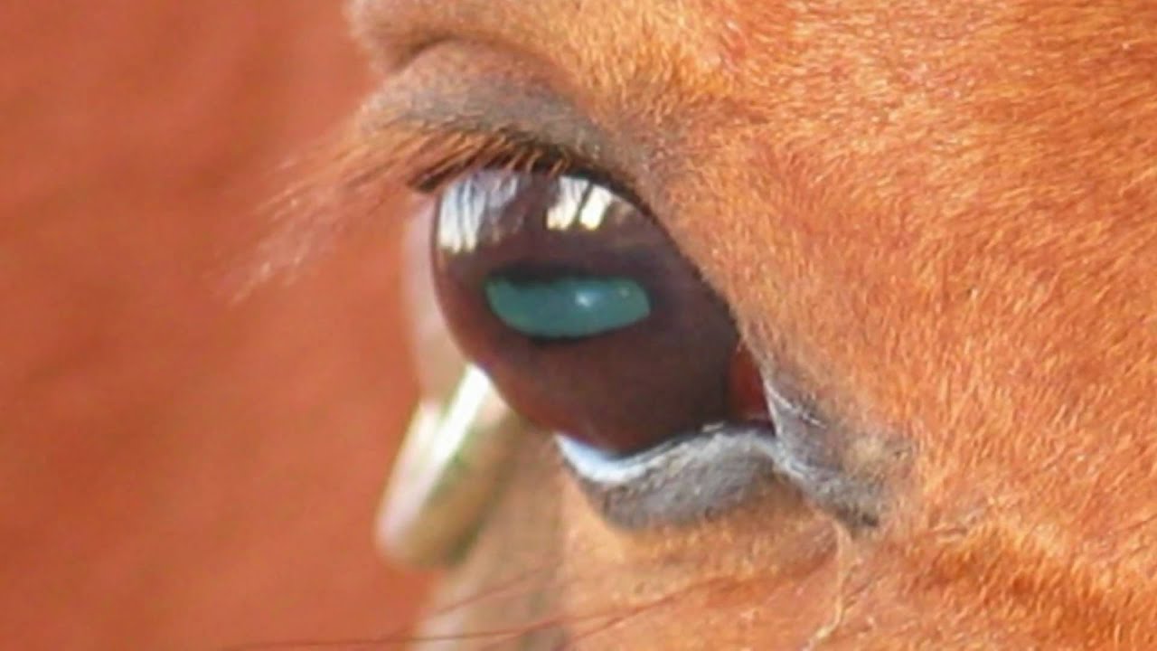Horse's eye YouTube