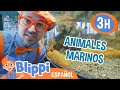 Blippi va al acuario 🐢🐙| Blippi Español | Videos educativos para niños | Aprende y Juega