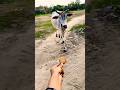 Meri gaiya aati hai mujhko doodh pilati hai #merigaiyaaatihai #cowvideos ##gaiyamerigaiya #cow #cows