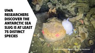 Antarctic sea slug is at least 75 different species