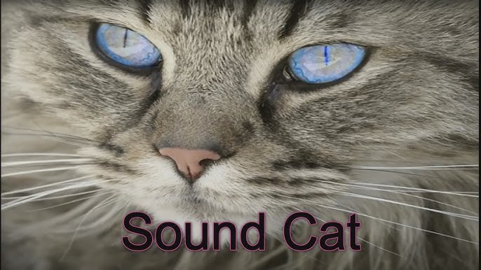 cat sounds meowing - noises of kittens effects by said rahali