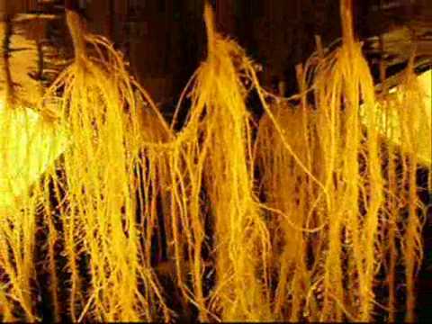 How to grow up you own weed! Aeroponic sistem