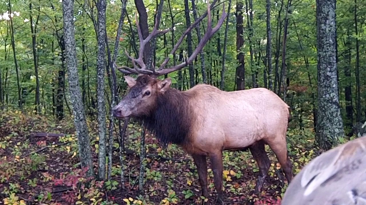 Up Close and Personal Kentucky Elk Hunting with Lost Mountain